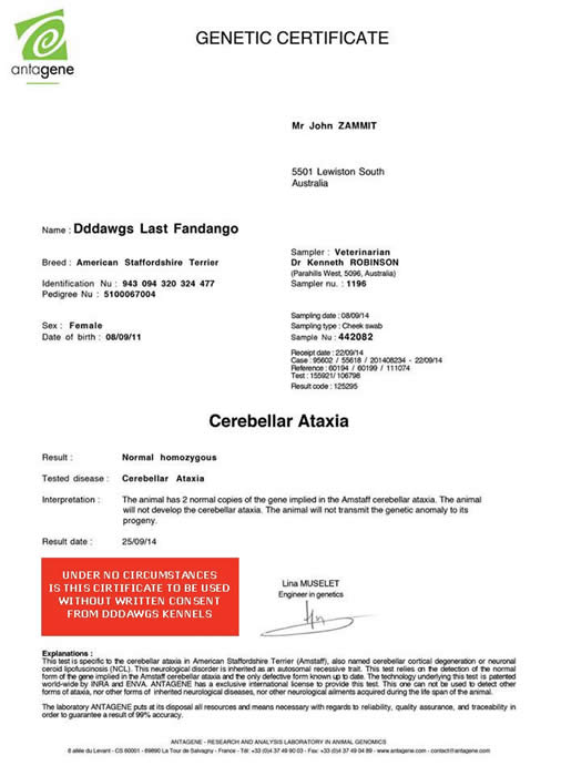 DDDawgs Last Fandango Genetic Certificate